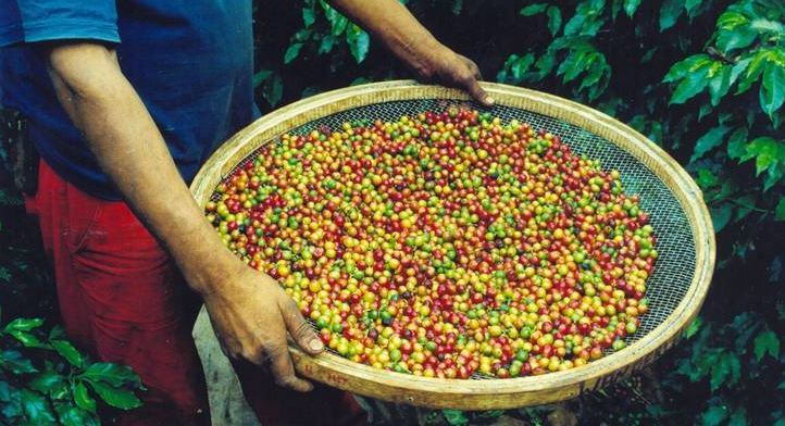 Escoamento da produção de café pode ser prejudicado por causa das condições das estradas