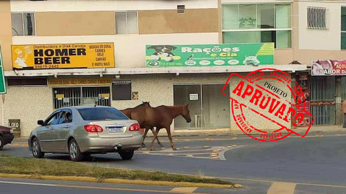 Câmara aprova projeto que autoriza recolhimento de animais soltos em via pública