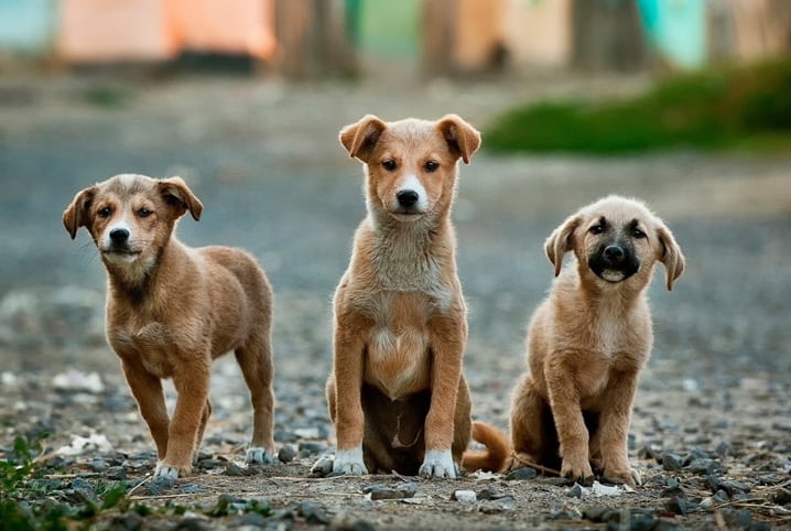  Câmara Municipal de Nova Venécia aprova projeto que torna obrigatória prestação de socorro aos animais atropelados pelo atropelador