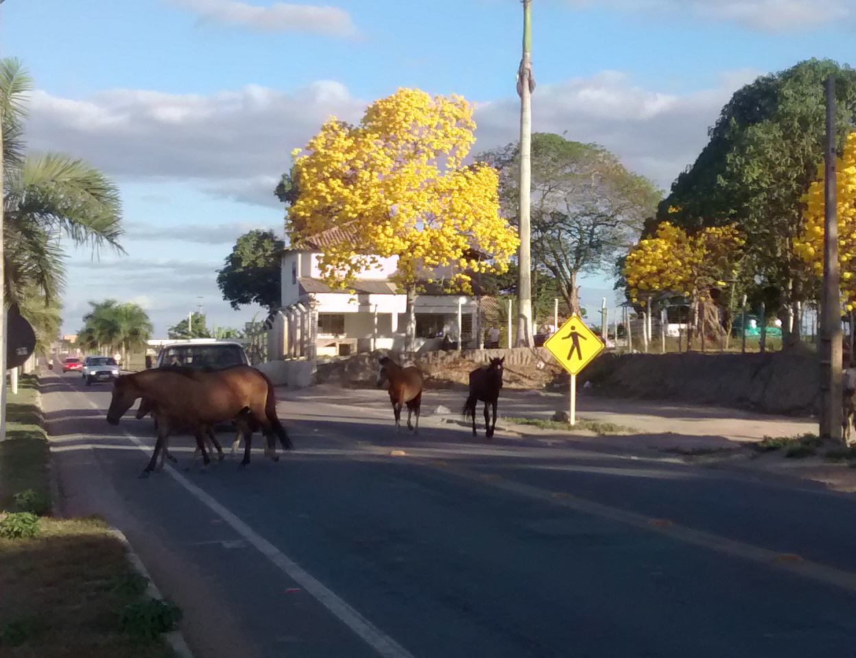 Projeto de Lei para retirar animais soltos nas ruas de Nova Venécia